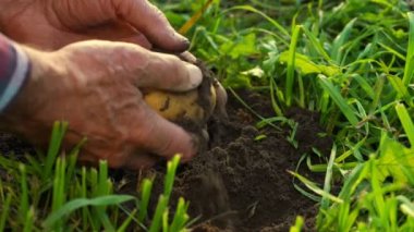 Yaşlı adam ağır çekimde patatesi toplar ve temizler.