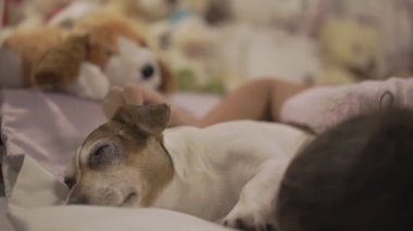 Koyu saçlı bir kadın yatağa uzanıyor ve güzel bir köpeği okşuyor.