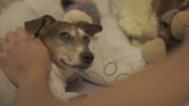 Güzel kahverengi ve beyaz köpek oyuncaklarla yatakta uzanıyor.