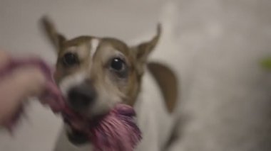 Büyük kahverengi gözlü köpek yavrusu Mor köpek oyuncağıyla yakın plan oynuyor