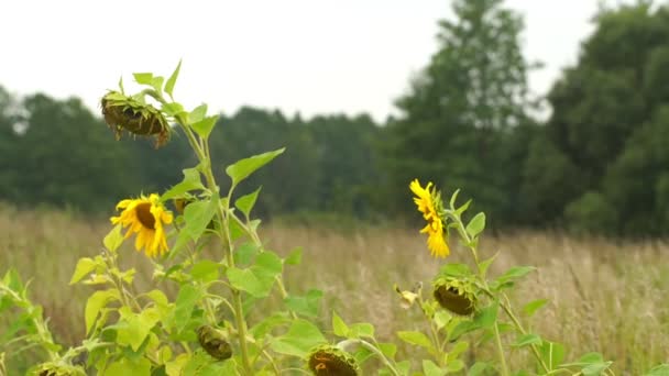 Sonnenblumen wiegen sich im Wind und alter Mann probiert Samen in Zeitlupe — Stockvideo