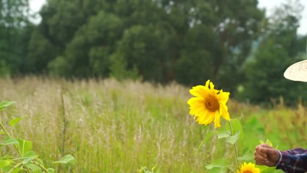 Zonnebloemen zwaaien en oude man zoekt rijpe slow motion — Stockvideo