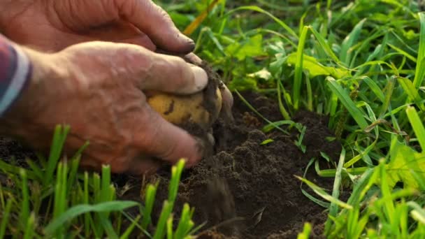 노인의 손으로 흙을 천천히 움직 이는 감자를 줍고 깨끗 이씻는다 — 비디오