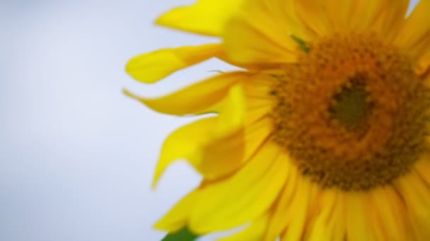 Sunflower sways in strong wind slow motion close view — Stock Video