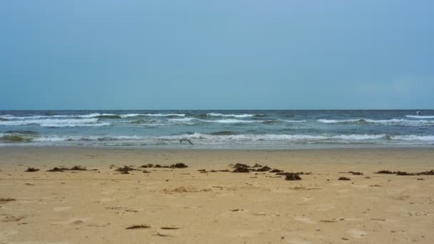 Gabbiani volare sopra ampia spiaggia di sabbia e onde rotolanti — Video Stock