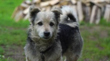 tapılası küçük köpek köyün arka bahçesine bakıyor.