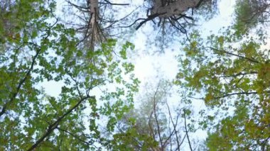 Güzel, berrak mavi gökyüzü farklı ağaçların tepelerine bakıyor.
