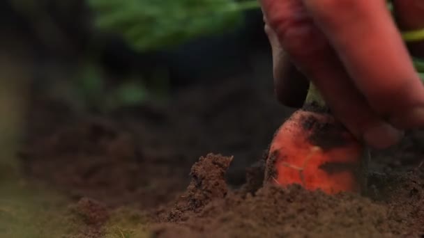 Ανώτερος άνθρωπος χέρι τραβά καρότο έξω χαλαρά έδαφος αργή κίνηση — Αρχείο Βίντεο