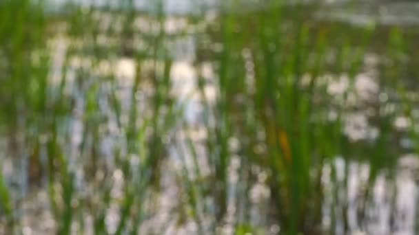 Riet bladeren golvend door de wind in het meer dicht wazig achtergrond — Stockvideo