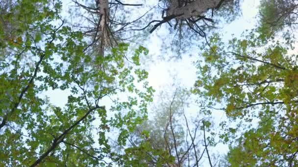 Красивое чистое голубое небо смотрит сквозь разные верхушки деревьев — стоковое видео