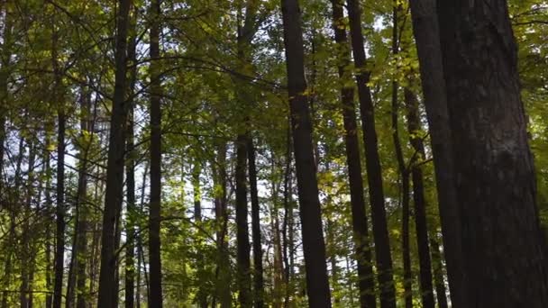 Panorama of amazing autumn thick forest with tree trunks — Stock Video