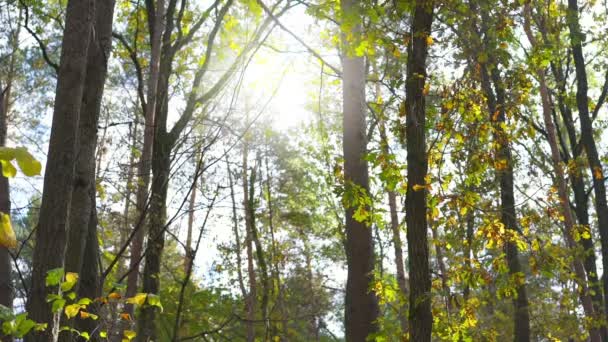 Κοντά φθινοπωρινά φύλλα πέφτουν από το ζεστό φως του ήλιου στο δάσος — Αρχείο Βίντεο
