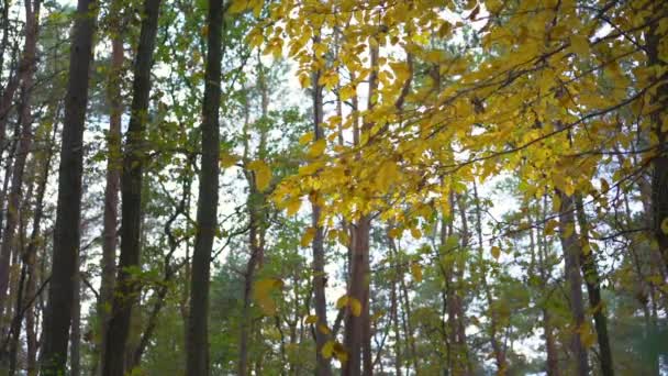 Sopla viento en las copas delgadas de los árboles y las hojas brillantes del otoño caen — Vídeos de Stock