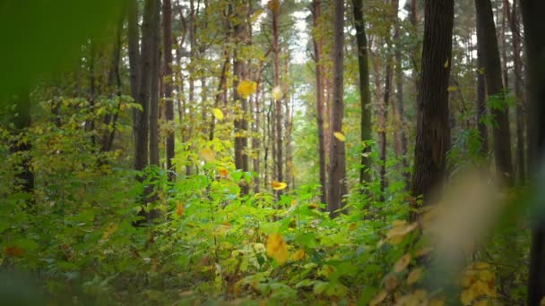 Hermosas hojas amarillas de otoño caen contra el bosque oscuro — Vídeos de Stock