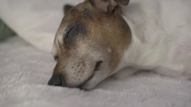 Güzel köpek kahverengi ağızlık, beyaz pofuduk battaniyenin üzerinde uzanıyor.