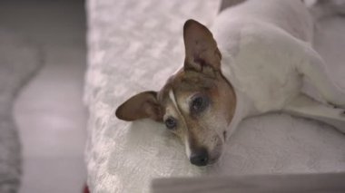 Kahverengi ve beyaz kürklü uykulu köpek beyaz yatakta yatıyor.