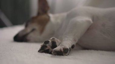 Küçük siyah pençeleri ve kulakları olan sevimli kahverengi beyaz köpek yavrusu.