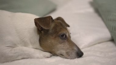 Güzel, uykulu köpek yavrusu yastıkların arasında yumuşak bir battaniyeye uzanıyor.