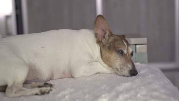 Прекрасная домашняя собака отдыхает на белой уютной кровати крупным планом — стоковое видео