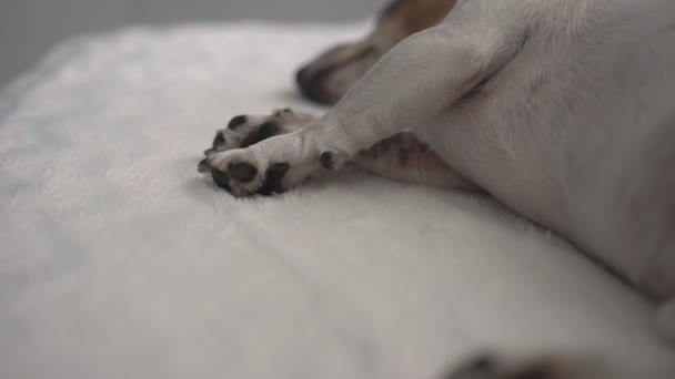 Cachorro doméstico cansado com patas pretas minúsculas tem descanso dormir — Vídeo de Stock