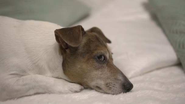 Güzel, uykulu köpek yavrusu yastıkların arasında yumuşak bir battaniyeye uzanıyor. — Stok video