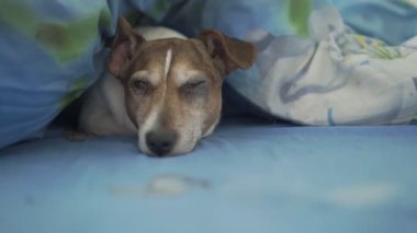 Kahverengi kürklü uykulu köpek sıcak battaniyenin altında büyük bir yatakta yatıyor.