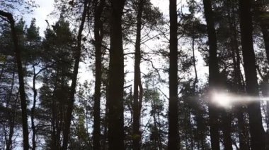 Büyük çam ağaçları parlak sonbahar günışığıyla aydınlatılıyor.