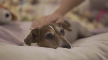 Yumuşak pembe manikürlü bir kız güzel bir köpeği okşar.