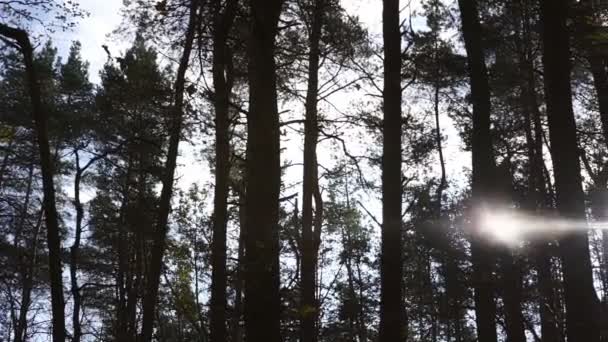 Nagy fenyőfák sziluettek világít fényes őszi napfény — Stock videók