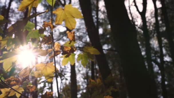 soleil brillant brille sur l'érable jaune et vert 