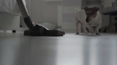 Komik kahverengi ve beyaz köpek yavrusu modern elektrikli süpürgeyi kemiriyor