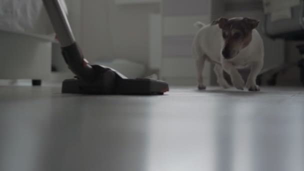 Grappig bruin en wit puppy knabbelt moderne stofzuiger — Stockvideo