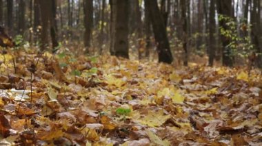 Sarı ve kahverengi yapraklar ağaçlara karşı parka düşer.