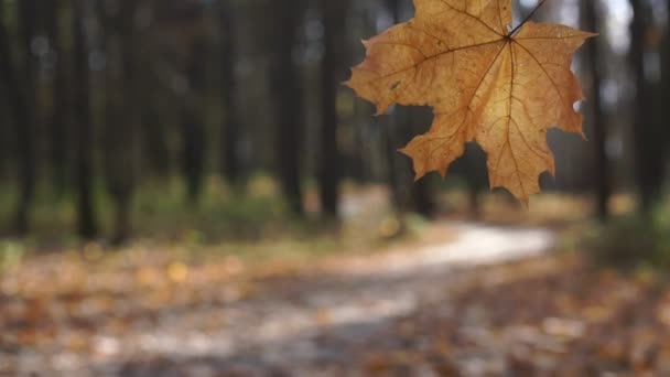 Hoja de arce cae contra el camino borroso en el parque de otoño — Vídeos de Stock