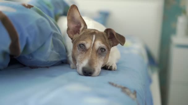 Bel cane assonnato con orecchie divertenti si trova sul letto e ha riposo — Video Stock