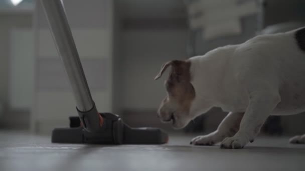 Komik kahverengi ve beyaz köpek yavrusu elektrikli süpürgeye havlıyor. — Stok video