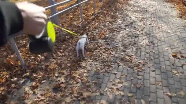 Девушка гуляет с собакой, держа поводок и домашнее животное находит палку — стоковое видео