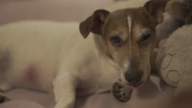 Güzel kahverengi ve beyaz köpek yavrusu yatağın kenarında yatıyor.