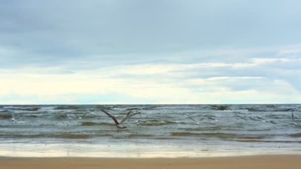 Rebanho de belas gaivotas voar acima da praia do mar sem limites — Vídeo de Stock