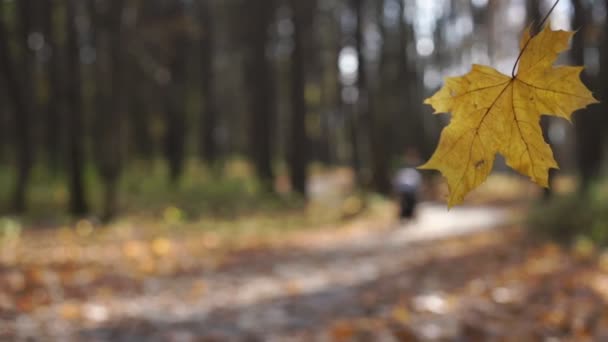 Рядом желтый лист против расплывчатого человека с коляской в парке — стоковое видео