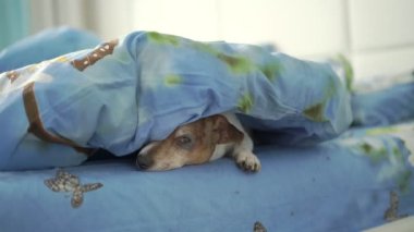 Komik, uykucu evcil köpek mavi battaniyeden çıkıyor.