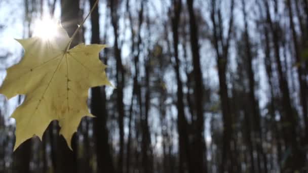 Windgolven esdoorn blad tegen wazige bomen slow motion — Stockvideo