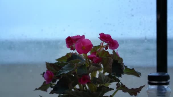 Olla con hermosas violetas creciendo en el alféizar de la ventana vista cercana — Vídeos de Stock