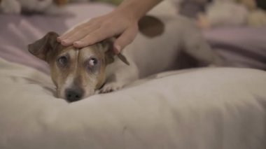 Yumuşak elli ve güzel manikürlü bir kadın köpeğini okşar.