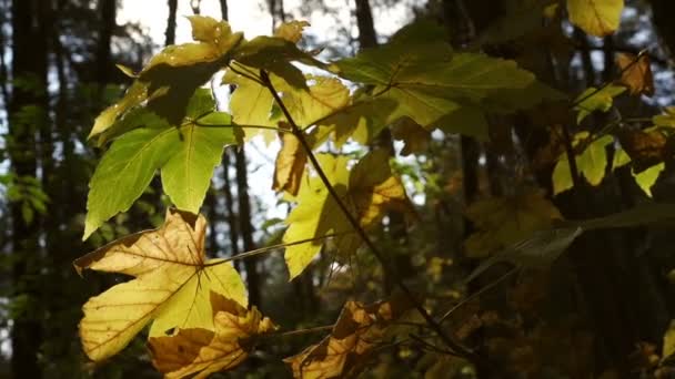 feuilles d'érable vert et jaune cachent la lumière du soleil d'automne brillant 