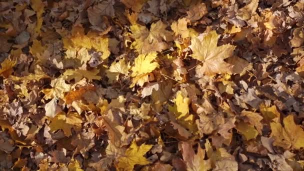 feuilles d'érable et de chêne brun-jaune couvrent le terrain du parc gros plan 