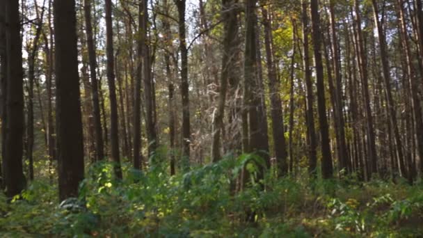 Podzimní park s vysokými stromy a zelenými keři zpomalený pohyb — Stock video