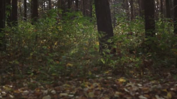 Осінній парк з кущами дерев і жовтим листям на сонячному світлі — стокове відео