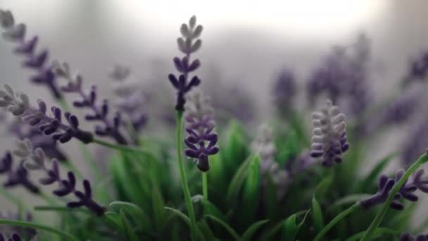 緑の葉と紫色の花の咲くヒヤシンスの植物は — ストック動画