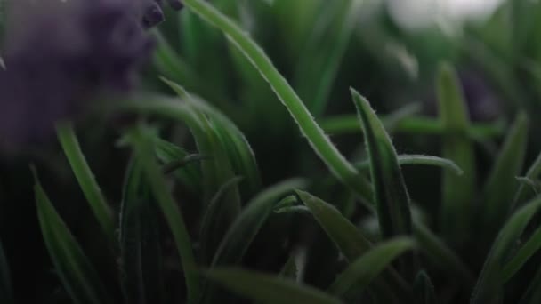 Зеленые листья и расплывчатые фиолетовые гиацинтовые цветы травы — стоковое видео